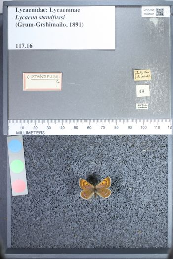 Media type: image;   Entomology 65001